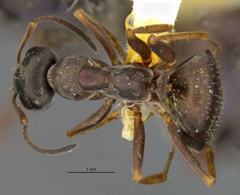 Media type: image;   Entomology 553605 Aspect: habitus dorsal view